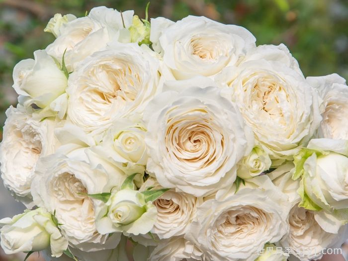 寒江雪月季(图2) 寒江雪月季(图2)