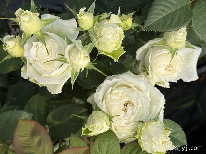 寒江雪月季(图3) 寒江雪月季(图3)