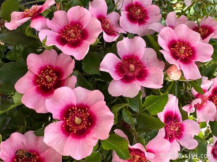 喝彩巴比伦眼睛月季/布拉沃巴比伦眼睛Bravo Babylon Eyes(图2)