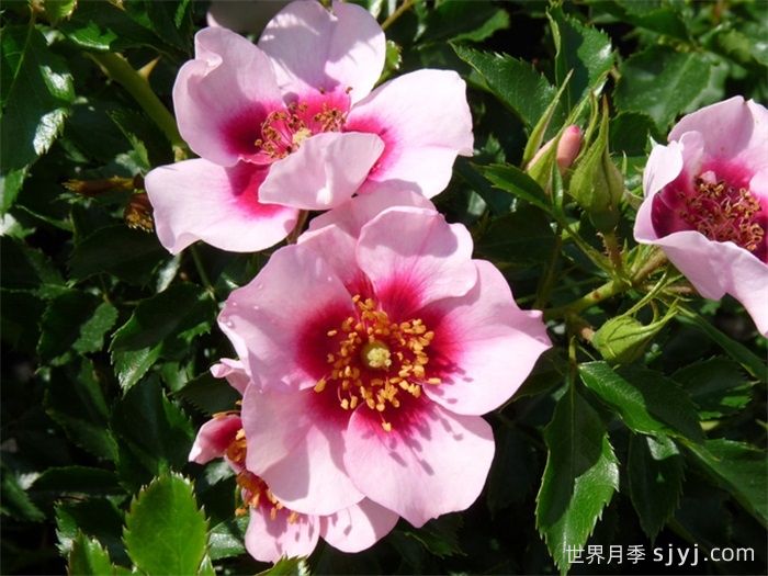 喝彩巴比伦眼睛月季/布拉沃巴比伦眼睛Bravo Babylon Eyes(图3)