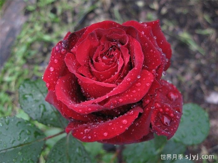 黑夫人月季Black Lady(图2)