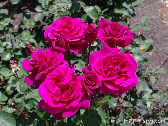 黑莓月季Blackberry Nip(图3)