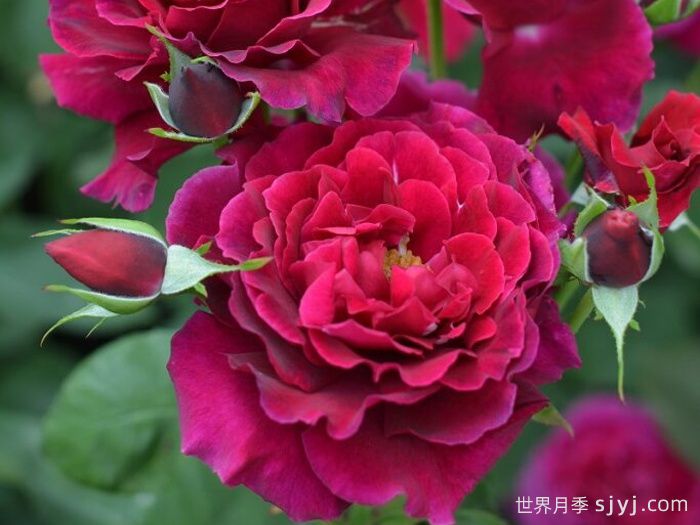 红丘月季/天家胭脂月季Colline Rouge(图1)