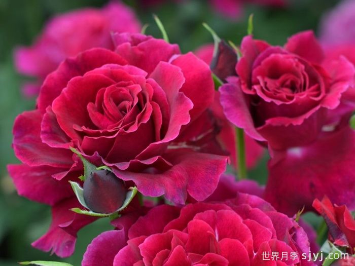 红丘月季/天家胭脂月季Colline Rouge(图2)