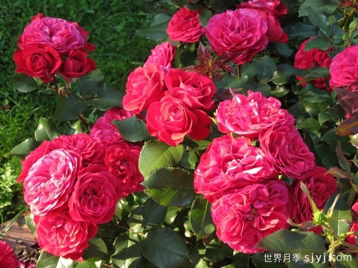 红色玫兰之爱月季/红色蒙娜丽莎/红爱玫Red Meilove(图2)