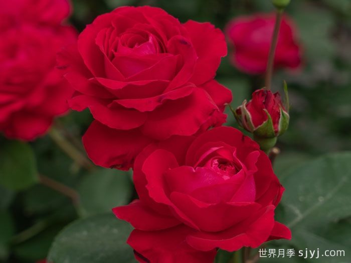 红石榴月季(图2)