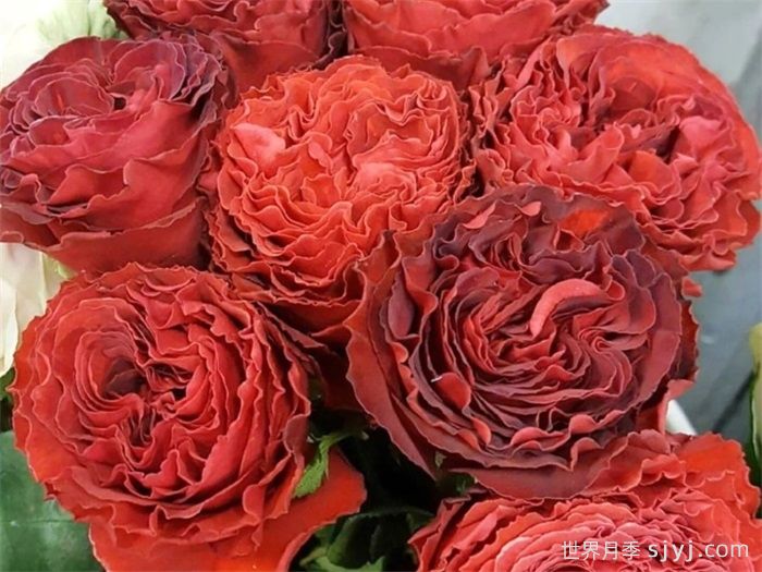 红舞裙月季/丝绸绒光Samarcanda(图1)