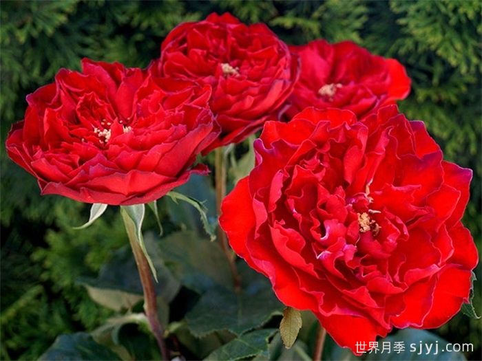 红舞裙月季/丝绸绒光Samarcanda(图2)