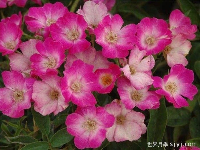 蝴蝶之吻月季/蝶吻月季(法国)Butterfly Kisses(图2)