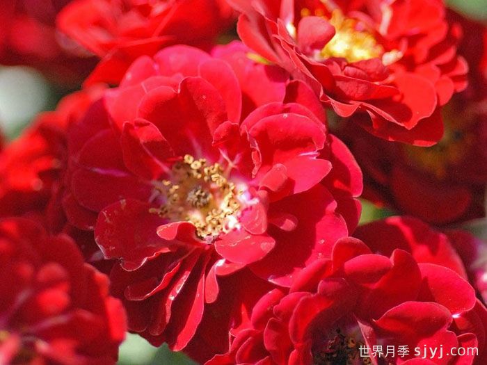 红仙女月季Red Fairy(图1)