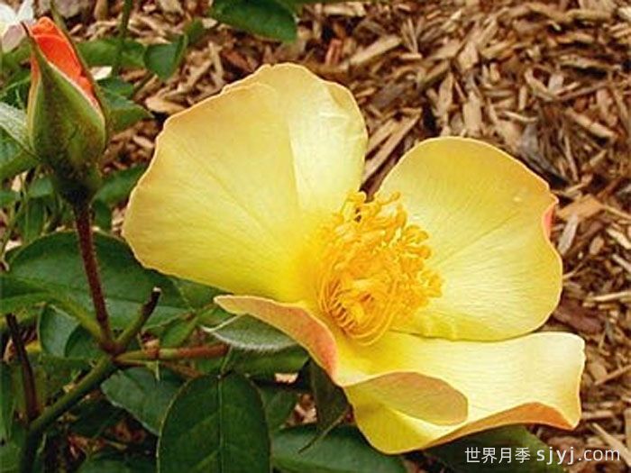 蝴蝶之吻月季/蝶吻(美国)Butterfly Kisses(图1)