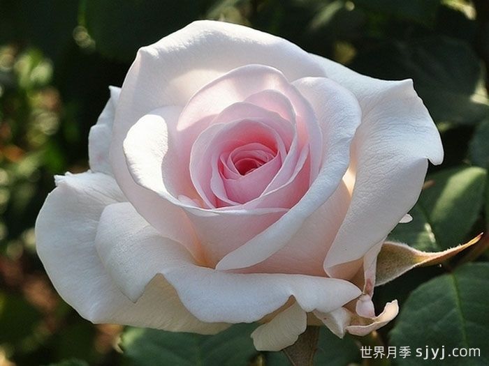 蝴蝶之吻月季/蝶吻/贝尔蒙特玫瑰(英国)Butterfly Kisses(图1)