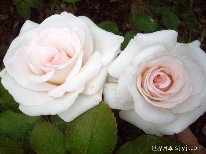 蝴蝶之吻月季/蝶吻/贝尔蒙特玫瑰(英国)Butterfly Kisses(图3)