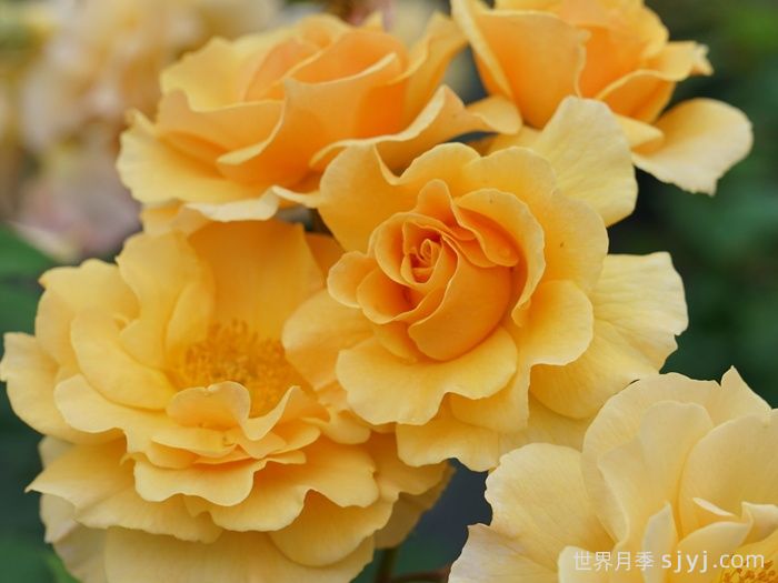 琥珀崛起月季/安伯尼斯崛起Rise up Amberness(图2)