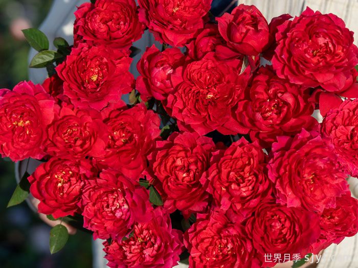 花烛焰月季(图2)