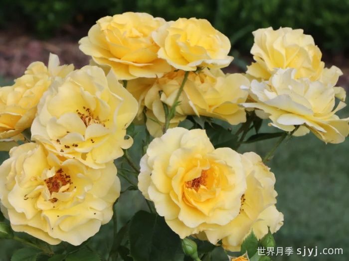 怀旧黄色月季Reminiscent Yellow(图1)