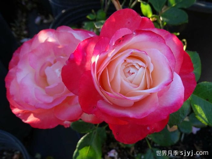 怀旧乡愁月季/思乡月季Nostalgie(图3)