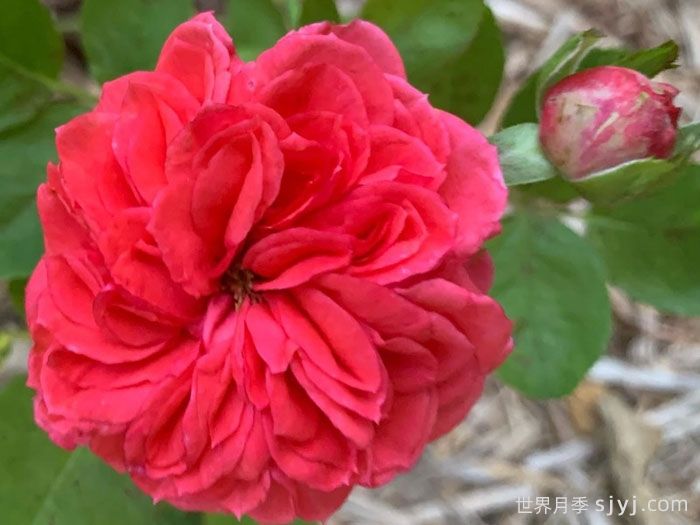 皇冠宝石月季/皇冠珠宝Crown Jewel(图1)