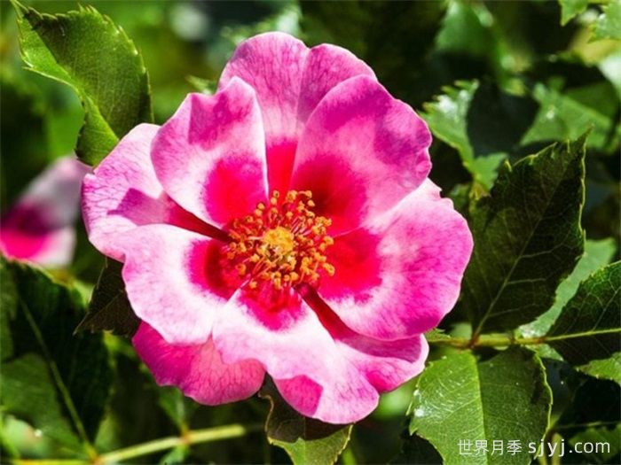 皇后巴比伦眼睛月季/女王巴比伦眼睛Queen Babylon Eyes(图2)