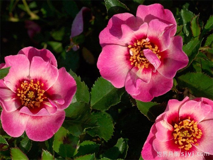 皇后巴比伦眼睛月季/女王巴比伦眼睛Queen Babylon Eyes(图3)