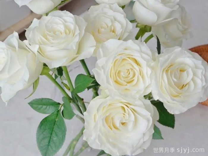 骄傲月季Proud(图2)