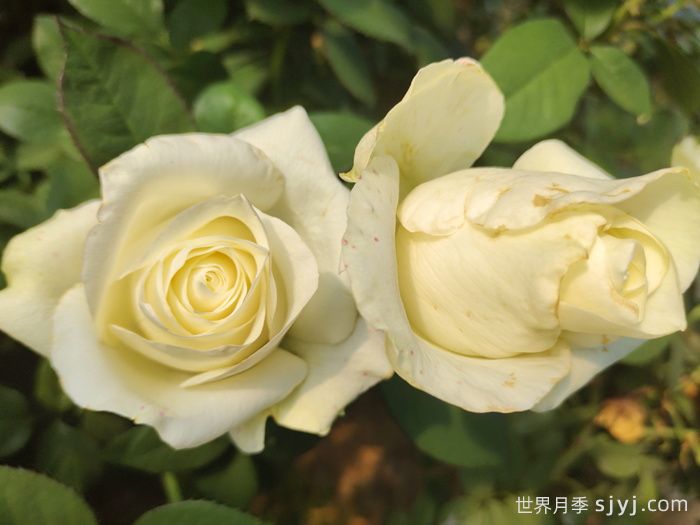 骄傲月季Proud(图3)