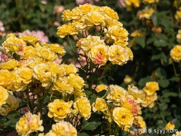 金管乐队月季(图1) 金管乐队月季(图1)