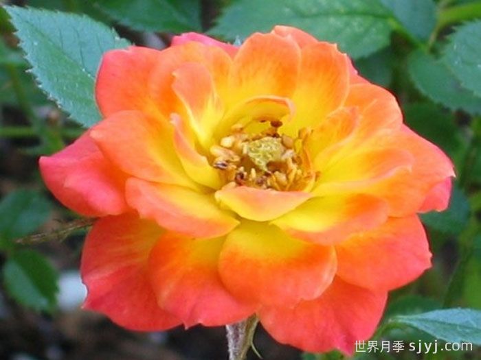 金太阳月季/太阳黄金Sun Gold(图1)