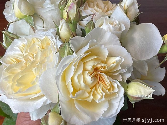 惊喜月季Surprise(图1)