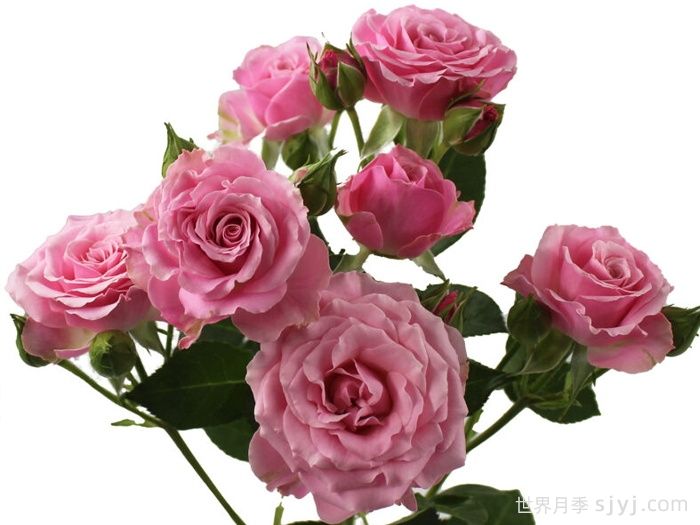 金星之花月季Venus Blossoms(图1)