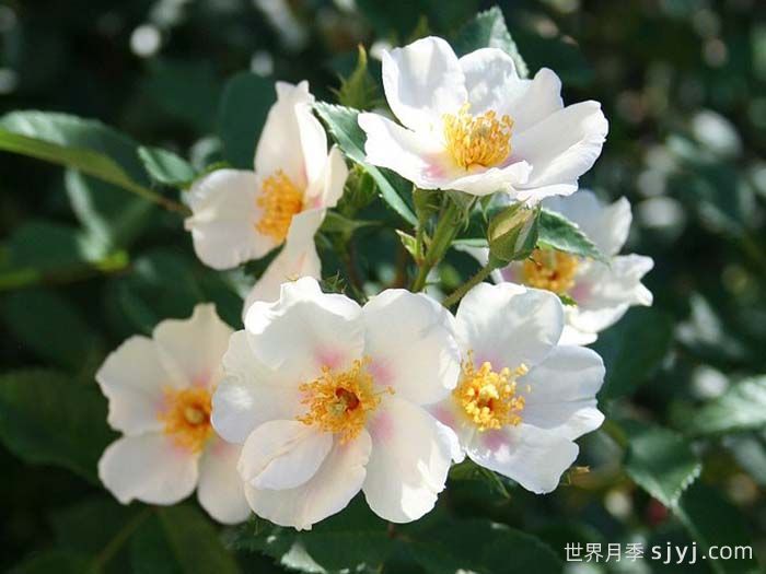 九月之星月季/九月明星September Stars(图2)