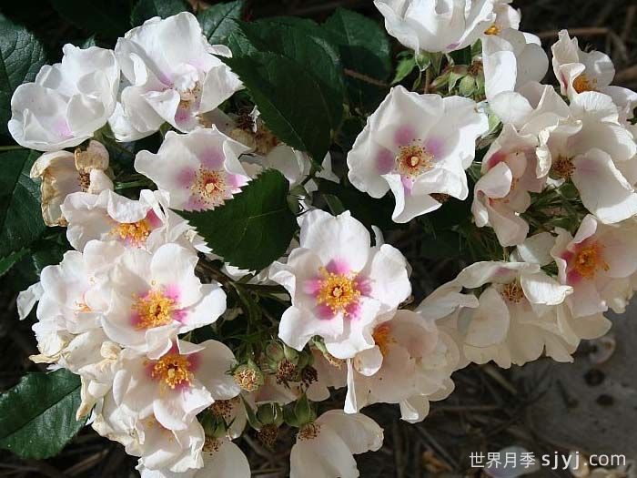 九月之星月季/九月明星September Stars(图1)