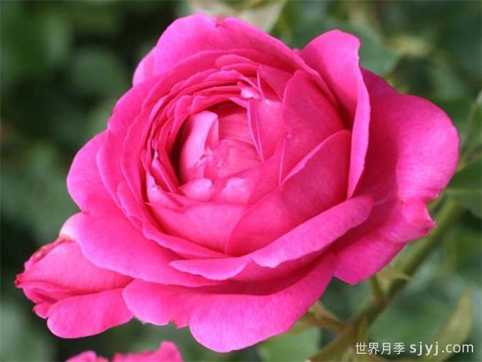 酒吧摇滚月季Pub Rock(图1)