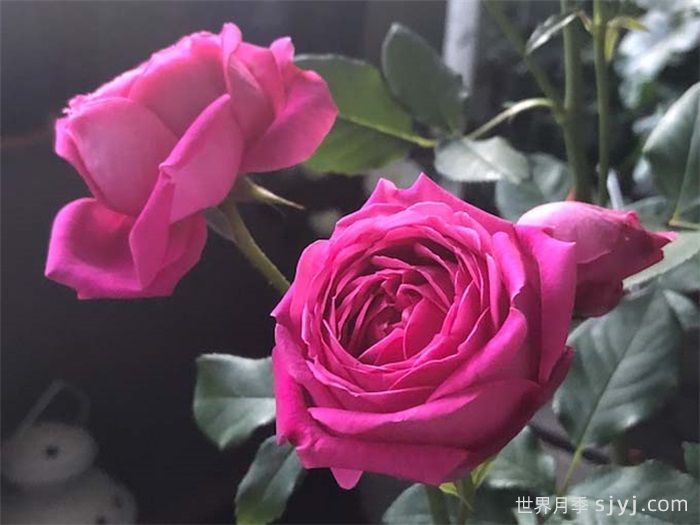 酒吧摇滚月季Pub Rock(图2)