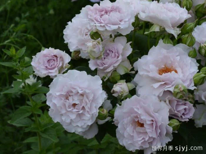 可爱精灵月季/小乖乖月季Cest Mignon(图2)