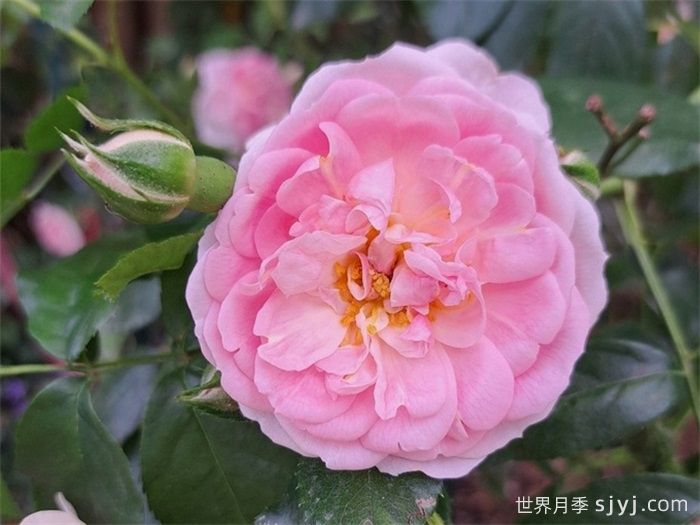 可爱玫迪兰月季/可爱美地兰Lovely Meidiland(图1)