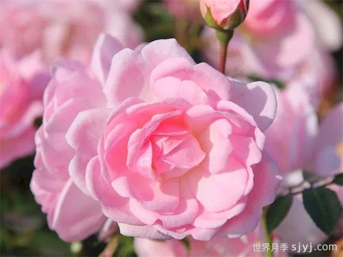 可爱玫迪兰月季/可爱美地兰Lovely Meidiland(图2)