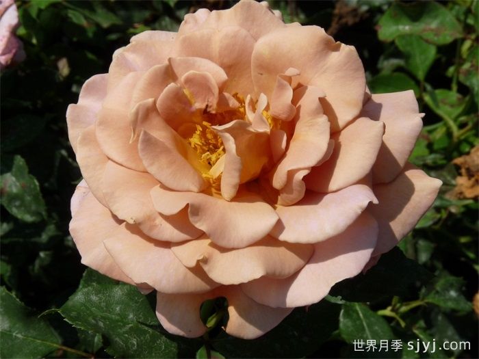 可可洛可月季/灵魂姐妹Koko Loco(图1)