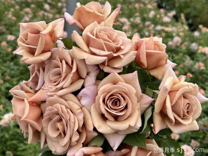 可可洛可月季/灵魂姐妹Koko Loco(图2)