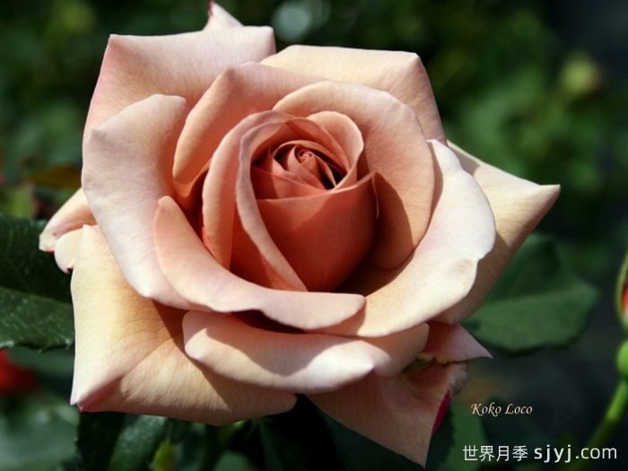 可可洛可月季/灵魂姐妹Koko Loco(图3)