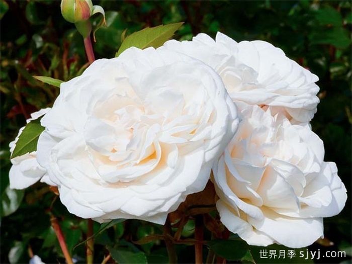 克劳斯达尔比月季/宁静Claus Dalby(图2)