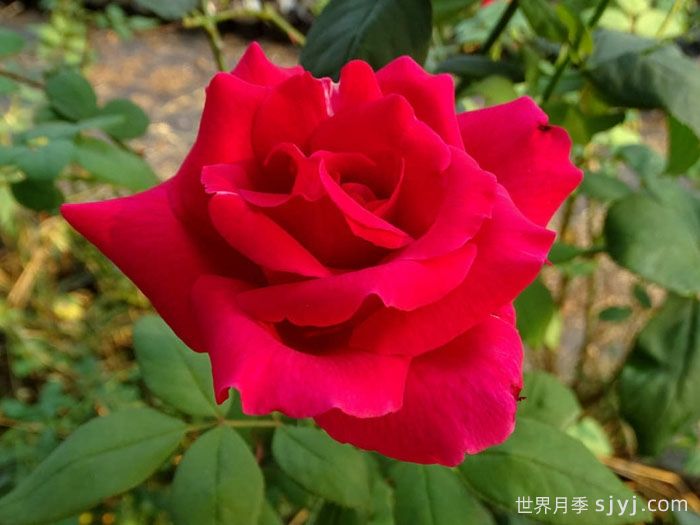 肯塔基达比月季/肯德基达比Kentucky Derby(图1) 肯塔基达比月季/肯德基达比Kentucky Derby(图1)