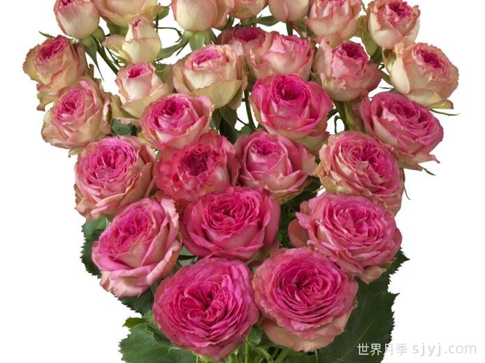 快乐潮流月季Jolly Trendsetter(图1)