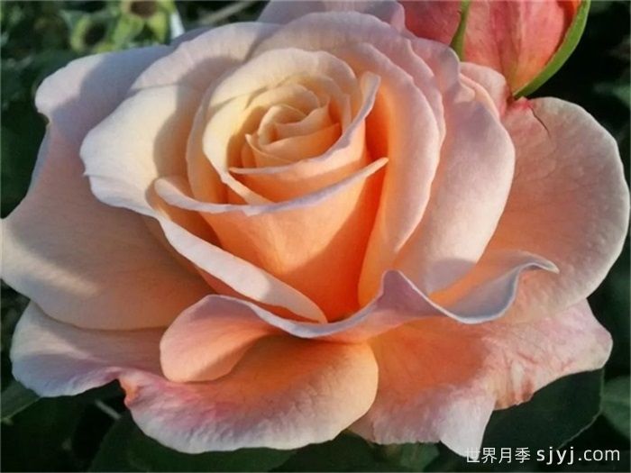 快乐的一天月季Oh Happy Day(图1) 快乐的一天月季Oh Happy Day(图1)