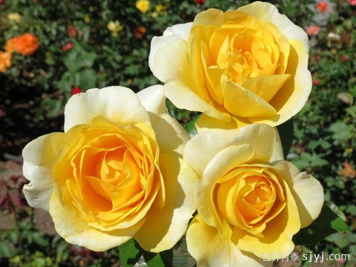 快乐幸运月季/快乐走运/开心快乐Happy Go Lucky(图2)