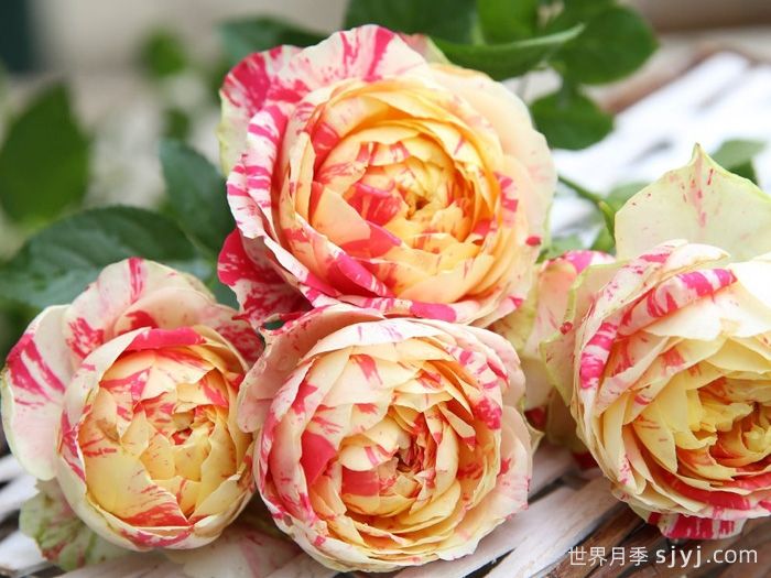 狂欢派对月季/毛茛之舞月季Party Ranucula(图1)