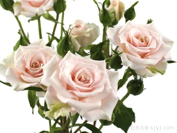 浪漫之花月季Romance Blossoms(图1)
