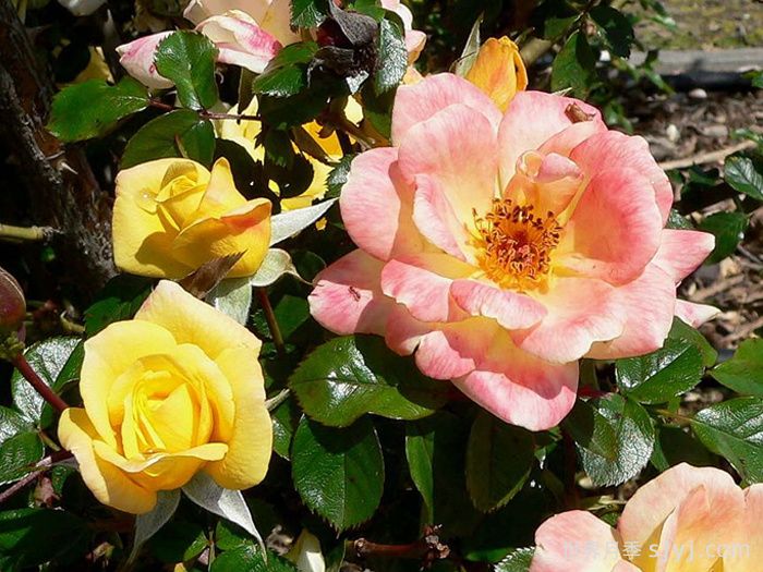 劳拉福特月季/诺曼底Laura Ford(图1)