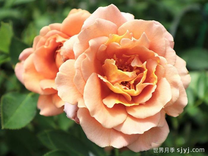 拉芬波特月季/拉菲内波尔特Raffine Porte(图1)