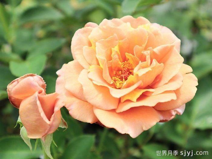 拉芬波特月季/拉菲内波尔特Raffine Porte(图2)